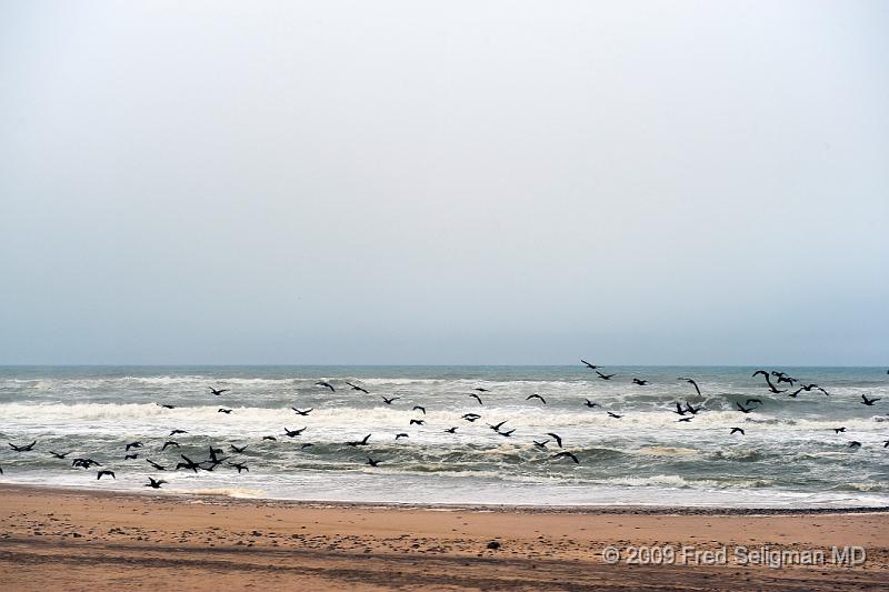 20090605_154105 D3 X1.jpg - Birds at the coast